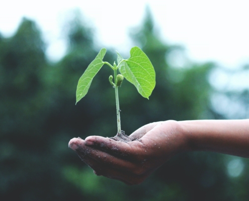 Green plant in a person's hand