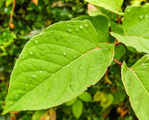 The fast-growing, invasive, plant Japanese Knotweed or 'or as it is also known, Polygonum cuspidatum or Fallopia japonica. No people.