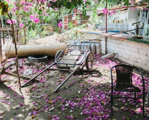 An abandoned garden