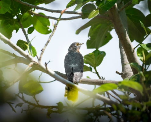 A bird sitting on a tree branch