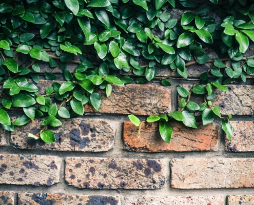 A tree growing on a brick wall