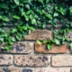 A tree growing on a brick wall